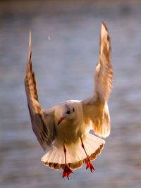 Close-up of seagull flying over sea