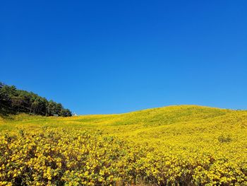 Yellow flowering plants on field against clear blue sky