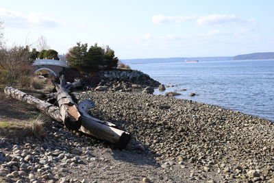 Driftwood on beach against sky