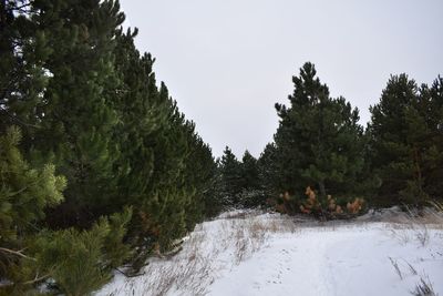 Trees on snow covered land against sky