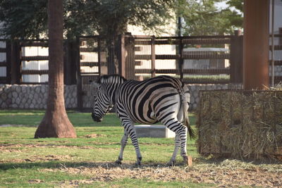 Zebra standing in park