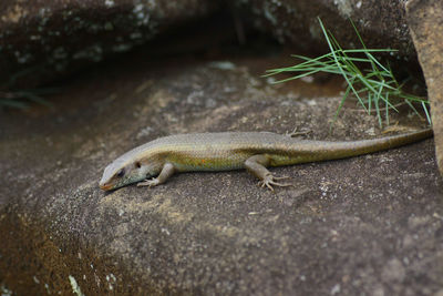 View of lizard