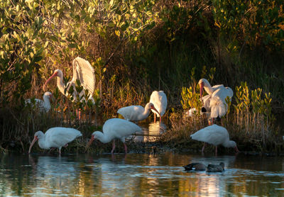 View of birds in lake