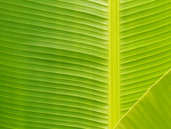 Full frame shot of palm leaves