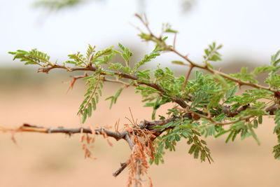 Close-up of plant against sky