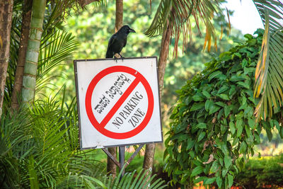 Close-up of road sign against trees