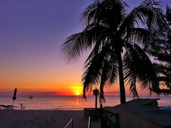 Palm trees on beach