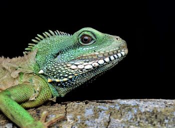 Close-up of lizard on tree