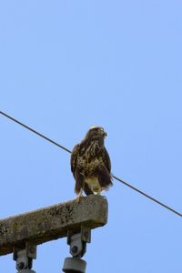 Low angle view of bird against clear blue sky