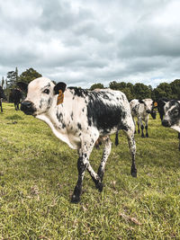 Nguni cow in a field 