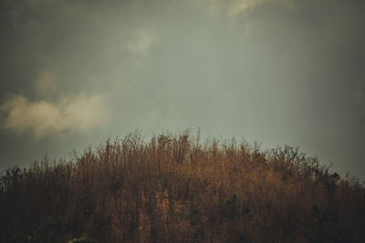 Plants growing on land against sky