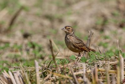 Close-up of bird perching on field