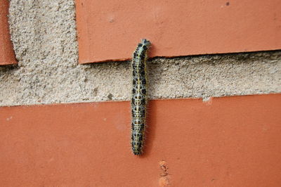 Close-up of lizard on wall