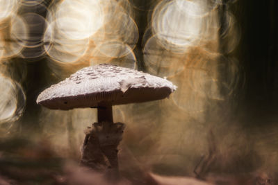 Close-up of mushroom growing on field