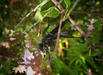 Close-up of insect on plant