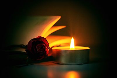 Close-up of illuminated rose against black background