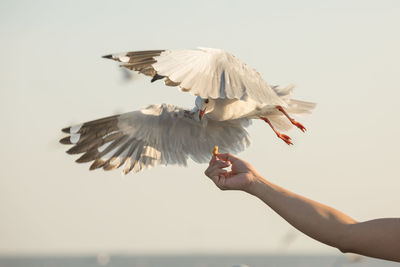 Low angle view of seagull flying against sky