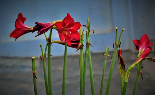 Close-up of red roses