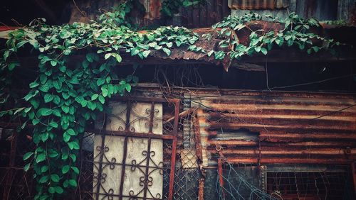 Low angle view of ivy growing on house