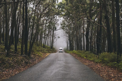 Road amidst trees in forest