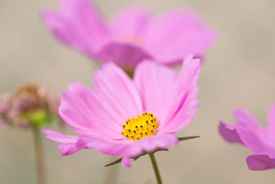 Close-up of pink flower growing on field