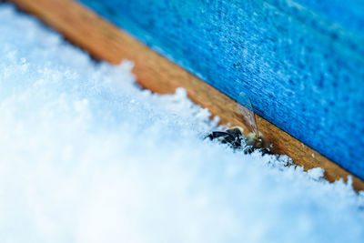 High angle view of snow on wood and death bee