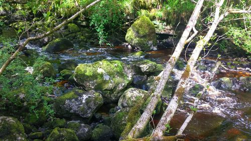 Stream flowing through forest