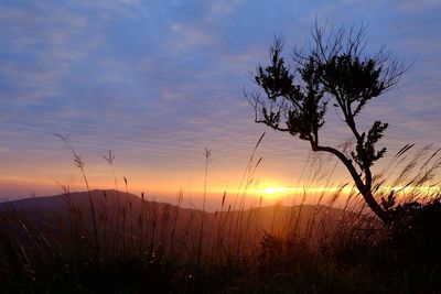 Plants on landscape against sky at sunset