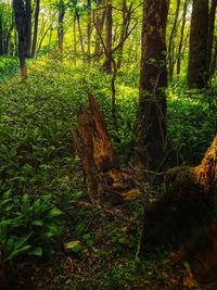 Trees and plants in forest