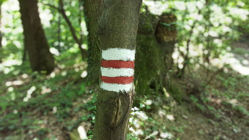 Close-up of tree trunk against blurred background