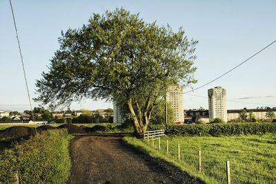 Trees growing on field