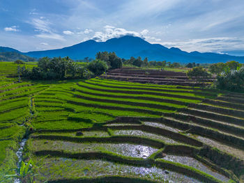 Scenic view of agricultural field against sky