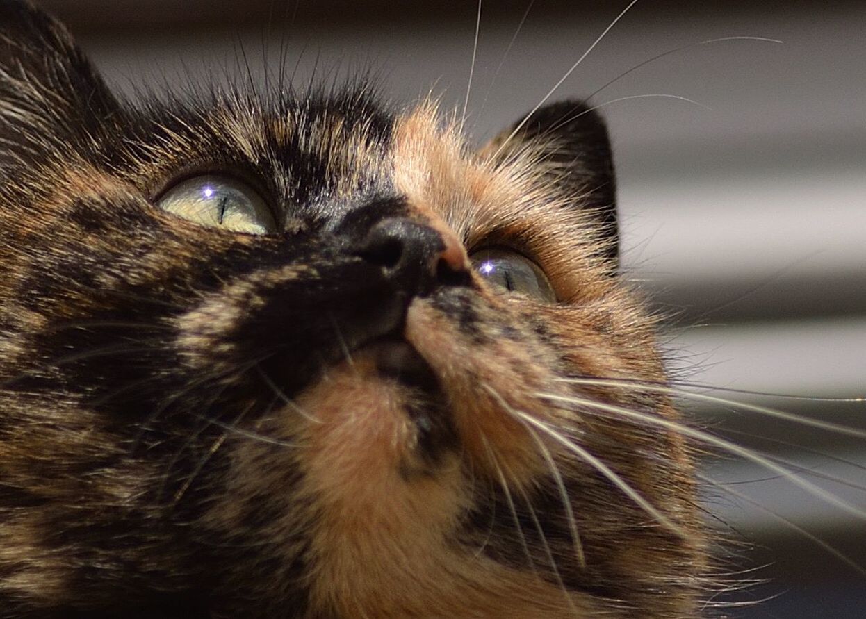 CLOSE-UP PORTRAIT OF CAT IN MOUTH