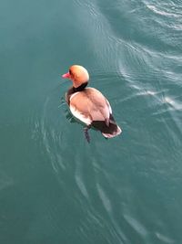 High angle view of duck swimming in lake