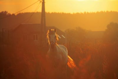 Horse on field against sky at sunset