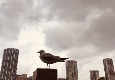 Bird perching on a building