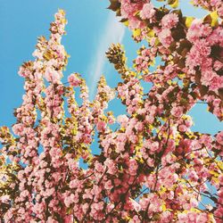 Low angle view of pink flowers blooming on tree