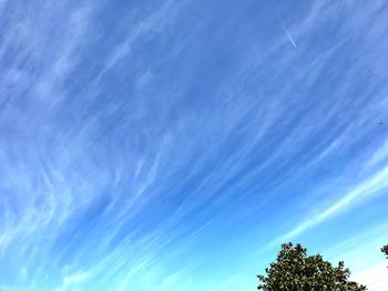 Low angle view of tree against blue sky