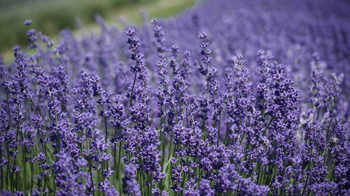 Close-up of lavender blooming on field