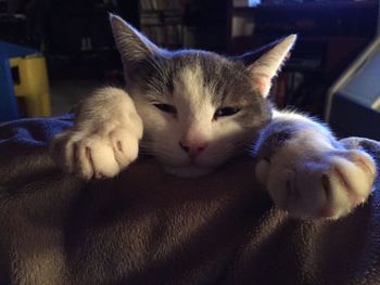 Close-up portrait of cat sleeping