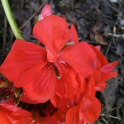 Close-up of red flowers