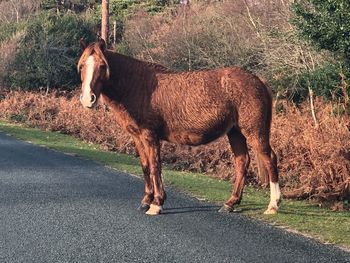 Horse standing in a field