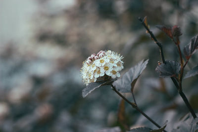 Close-up of wilted flowering plant