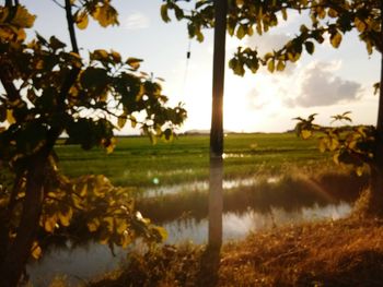 Close-up of agricultural field against sky