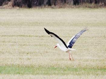 Bird flying over a field