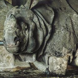 Close-up of elephant in water