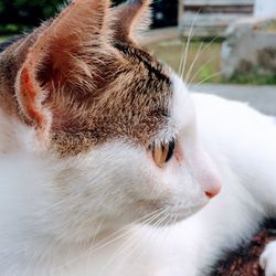 Close-up of cat