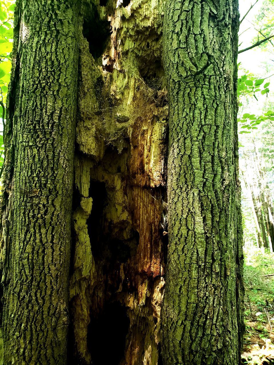 CLOSE-UP OF TREE TRUNK WITH MOSS ON BACKGROUND