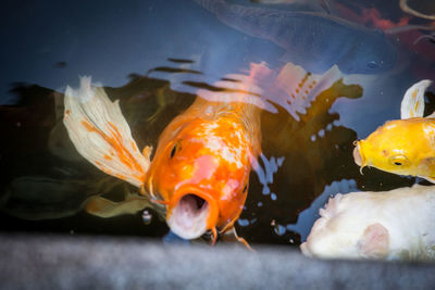 Close-up of fish swimming in sea