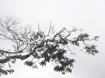 Low angle view of tree branches against clear sky